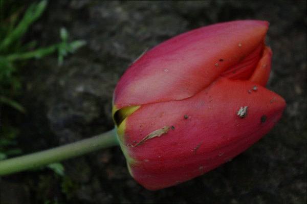 Fallen Beauty 2 by Wade Anderson
